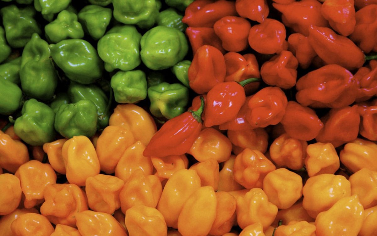 Chiles habaneros, el chile más picoso de México, en primer plano.