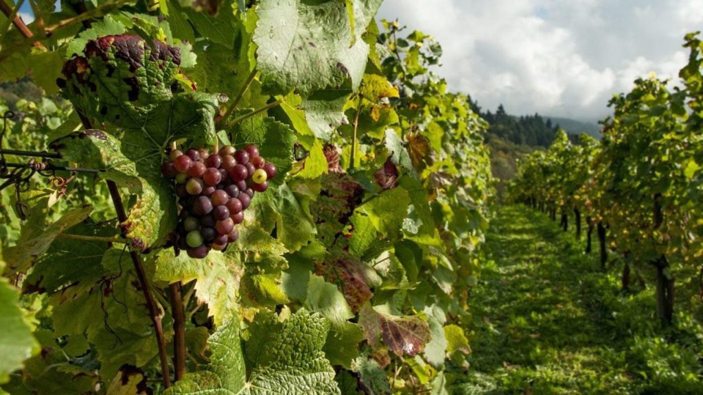 Viñedos en la Ruta del Arte, Queso y Vino de Querétaro, un paraíso gastronómico.