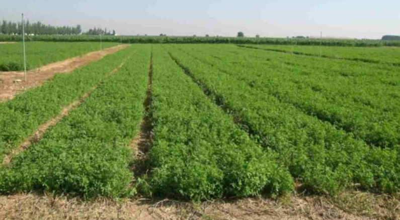 Cultivo de alfalfa