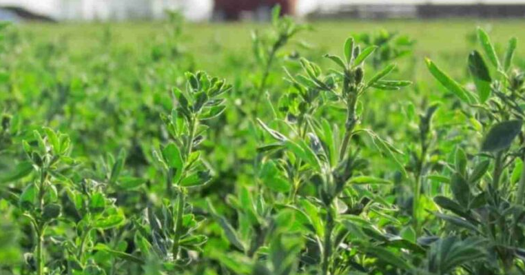 Alfalfa