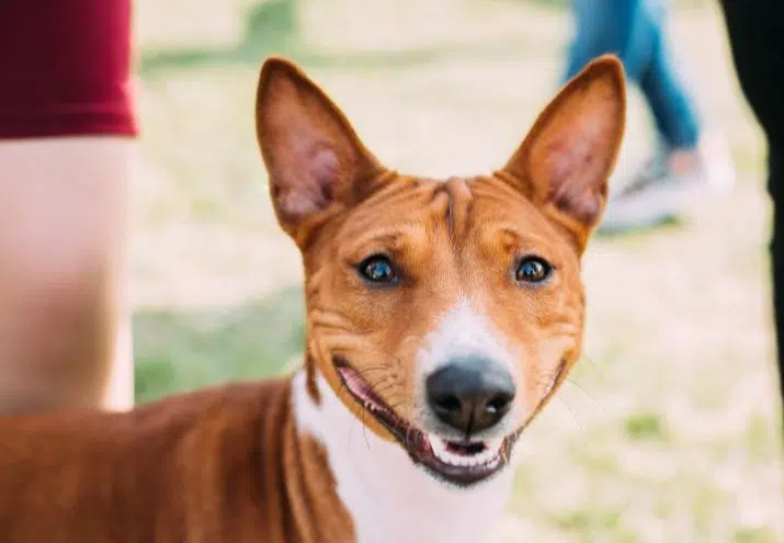 Un perro con características faciales únicas, representando el concepto de 'perro síndrome de Down' de forma coloquial.