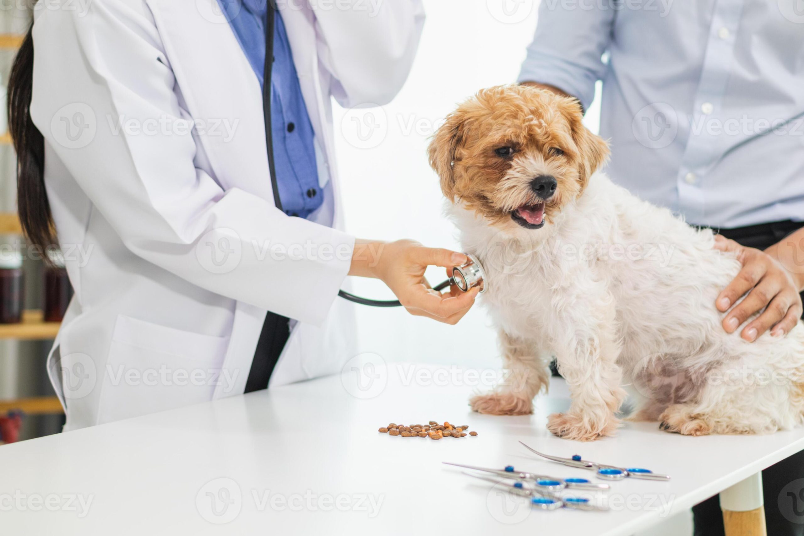 Veterinario examinando a un perro, enfatizando la importancia del diagnóstico profesional para condiciones genéticas.