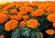 La leyenda de la flor de cempasúchil: el amor eterno que guía a los muertos Flor de Cempasúchil