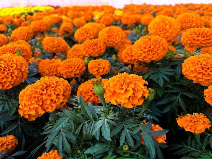 Flor de Cempasúchil