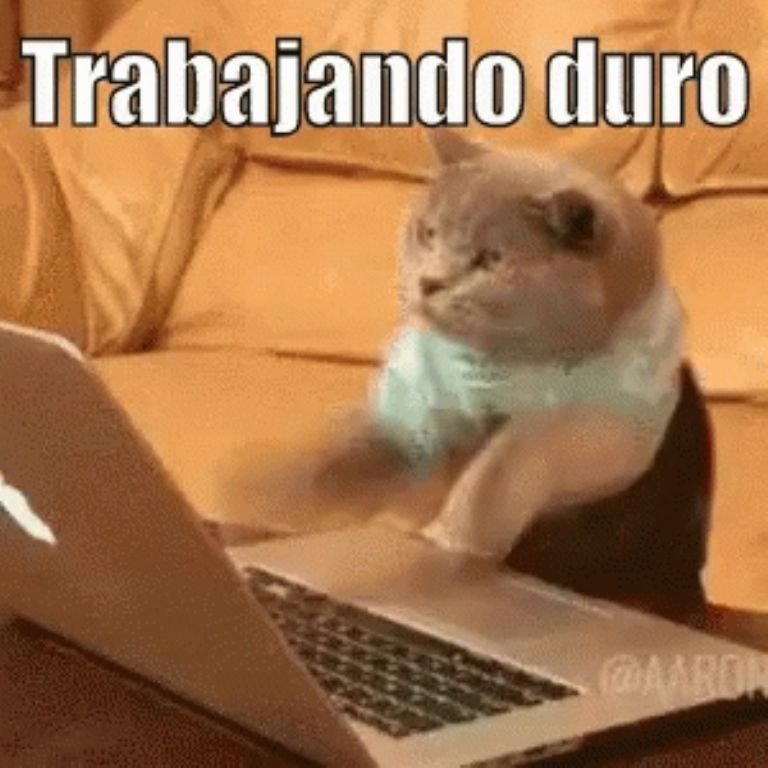 Meme con gatitos y la palabra 'BAIT', representando el humor y la jerga de internet.