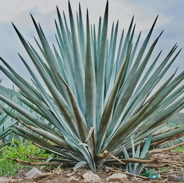Agave Tequilana Weber