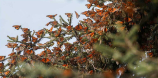 Santuario de la mariposa monarca: temporada 2025-2026