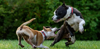 Perros prohibidos en México: la verdad detrás del mito