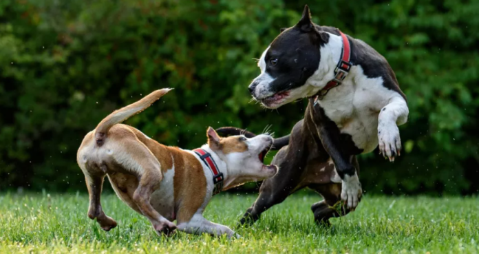 Perros prohibidos en México: la verdad detrás del mito
