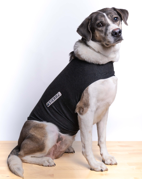 chalecos anti-ansiedad caseros para perros por pirotecnia