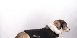 Chalecos anti-ansiedad caseros para perros por pirotecnia: guía