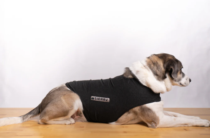 Chalecos anti-ansiedad caseros para perros por pirotecnia: guía