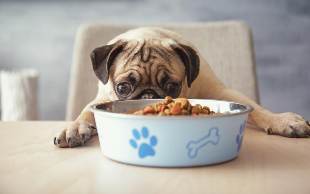 Guía de las mejores croquetas para perro en México, mostrando un perro saludable comiendo de su tazón.