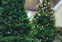 Guía para cuidar tu árbol de Navidad natural y mantenerlo fresco toda la temporada Guía para cuidar tu árbol de Navidad natural y mantenerlo fresco toda la temporada