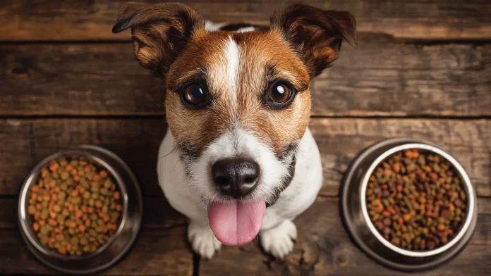Las Mejores Croquetas para Perro en México- La Guía Definitiva 2025 (Según Profeco y Veterinarios)