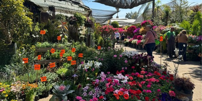 Mercados de Plantas y Flores en CDMX: Guía para comprar en Xochimilco y Cuemanco