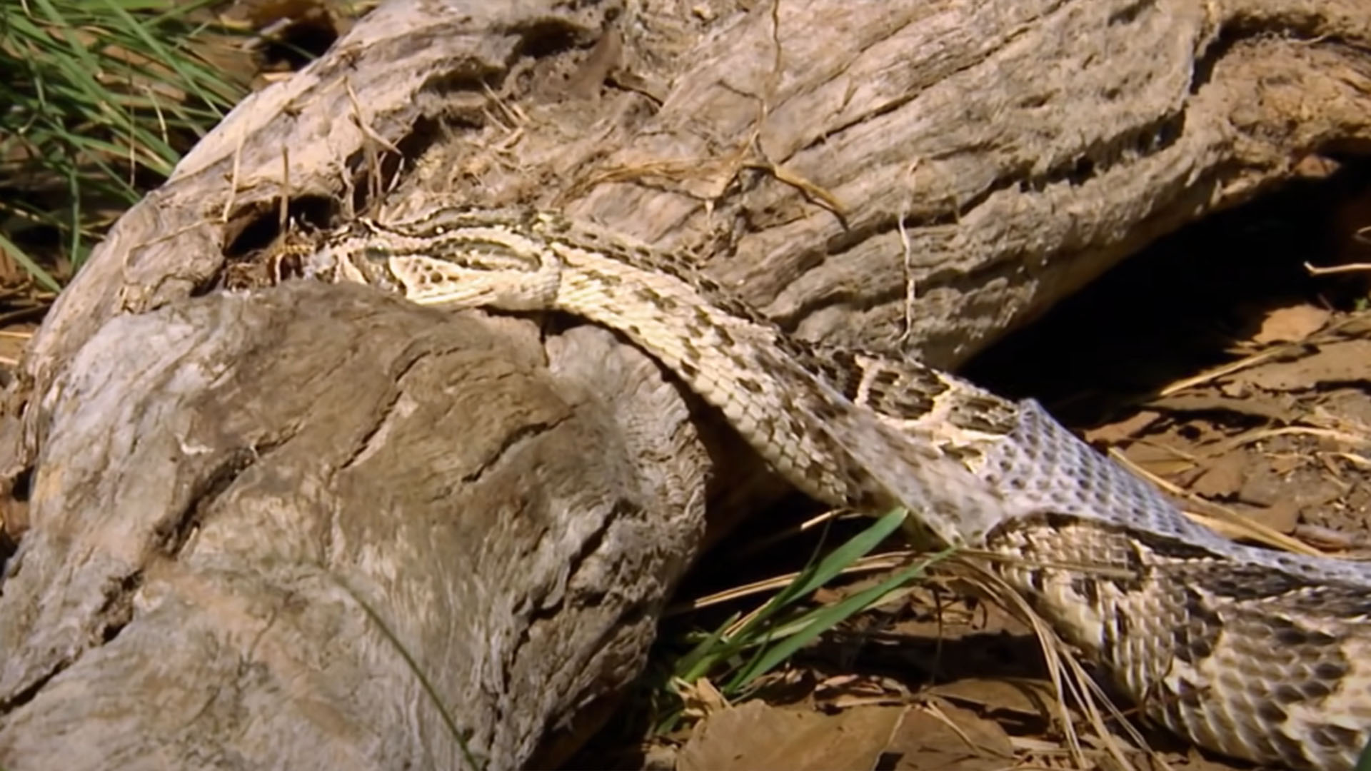 Piel de serpiente desprendida, simbolizando el cambio y la renovación en los sueños.