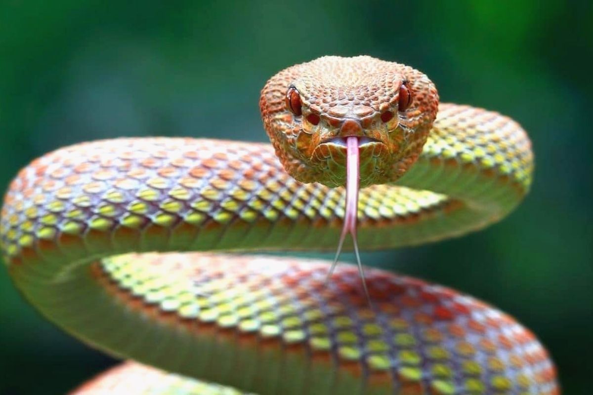 Serpientes de diferentes colores (verde, amarilla, negra), ilustrando las variaciones en el significado soñar con serpientes.