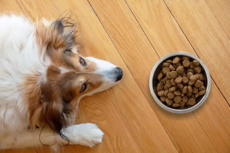 Un veterinario revisando a un perro, un paso clave para elegir las mejores croquetas en México.