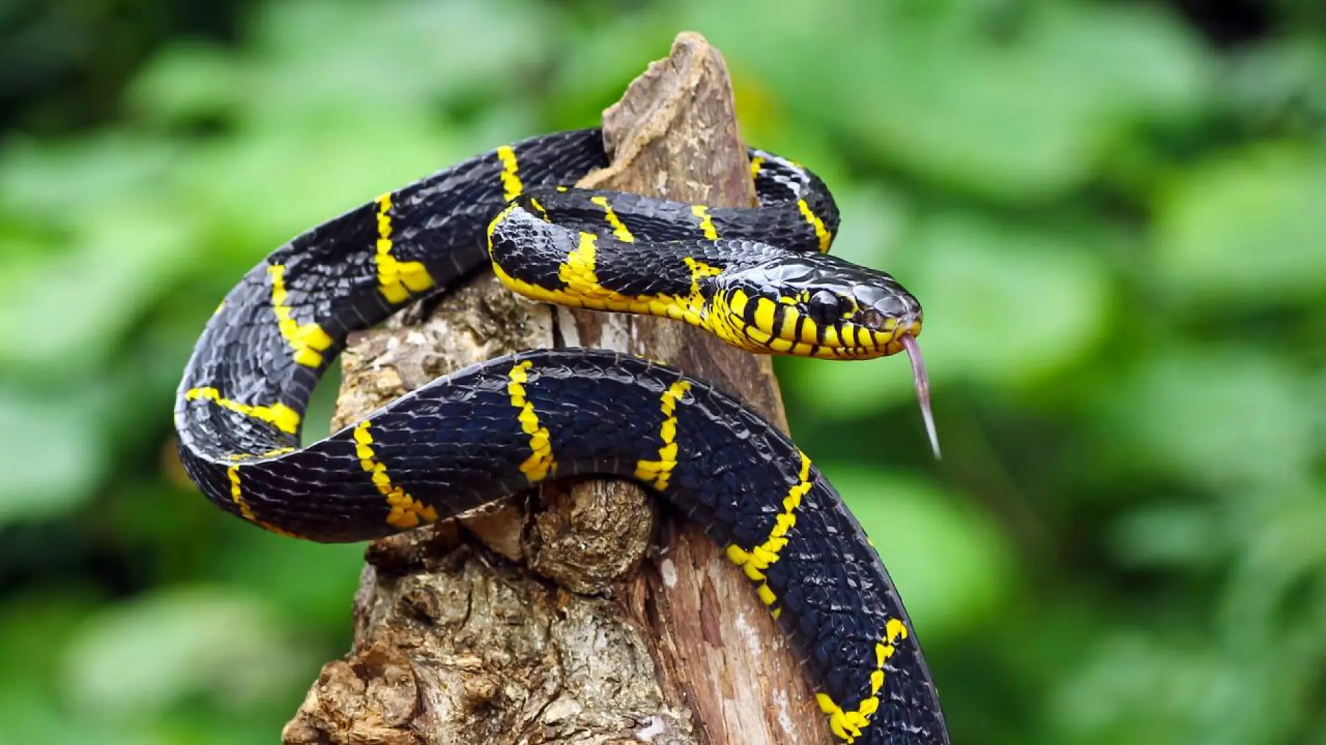 Una serpiente mudando su piel, simbolizando la transformación en el significado soñar con serpientes.