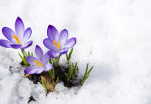 Plantas que resisten el frío intenso y decoran tu casa en invierno Plantas que resisten el frío intenso y decoran tu casa en invierno