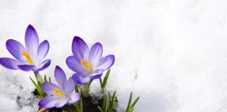 Plantas que resisten el frío intenso y decoran tu casa en invierno