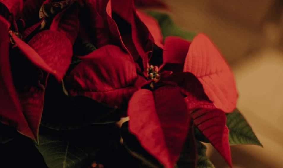 Entendiendo a tu Nochebuena: No son Flores, son Brácteas
