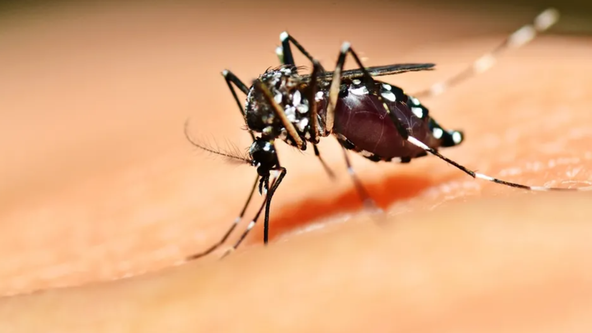 "El que se Dobla" por el Dolor