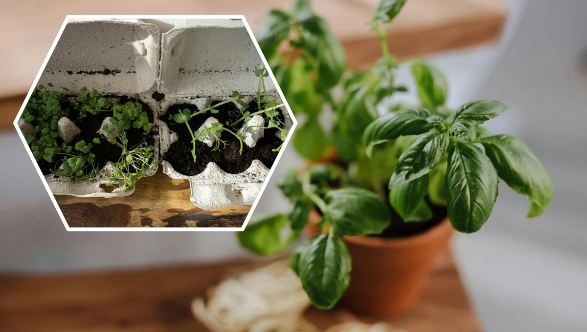 Plantas de albahaca y otras hierbas en macetas, como parte de los rituales de marzo 2026 en casa.