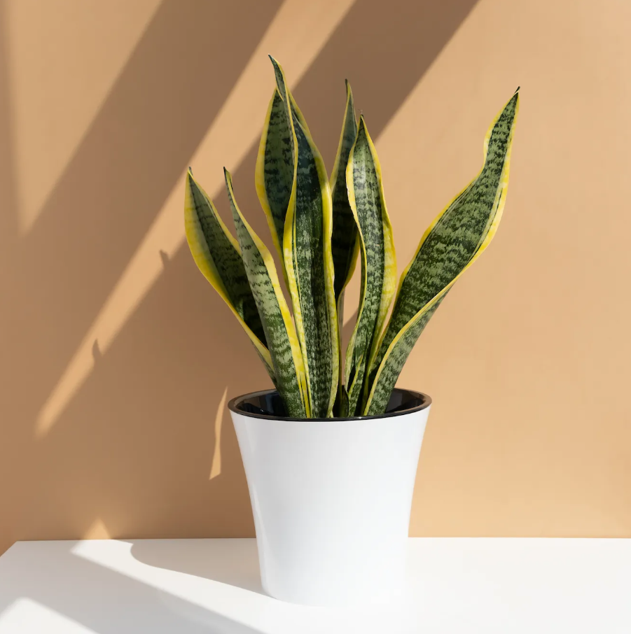 Sansevieria o Lengua de Suegra