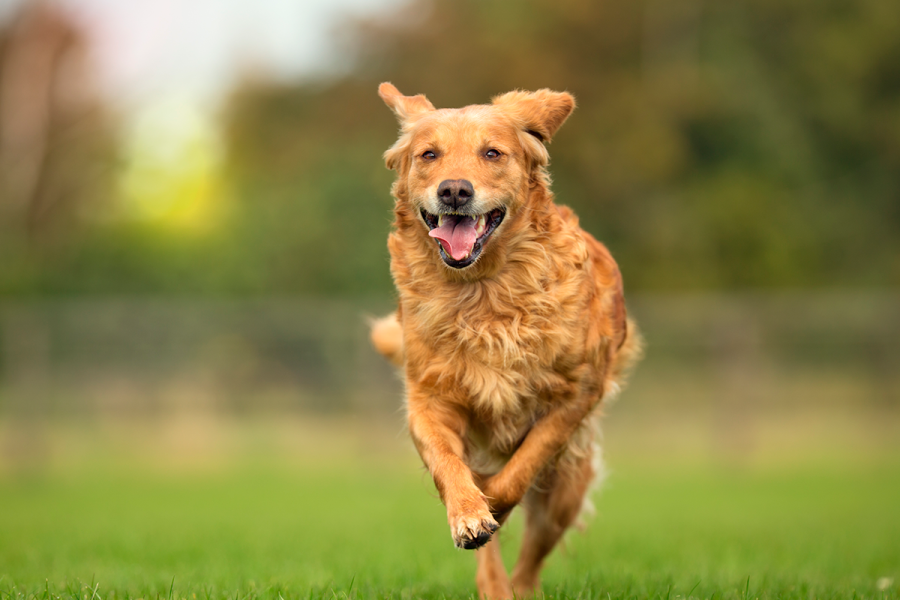 Un perro corriendo felizmente en un campo, reflejando la energía obtenida de una buena alimentación.