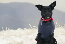 Guía Definitiva: Cómo Saber si tu Perro Tiene Frío y Protegerlo este Invierno Un perro pequeño abrigado con un suéter, protegido del frío invernal.