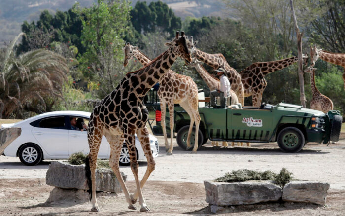 Una familia en su auto durante el recorrido en Africam Safari, uno de los mejores planes familiares cerca de Puebla.