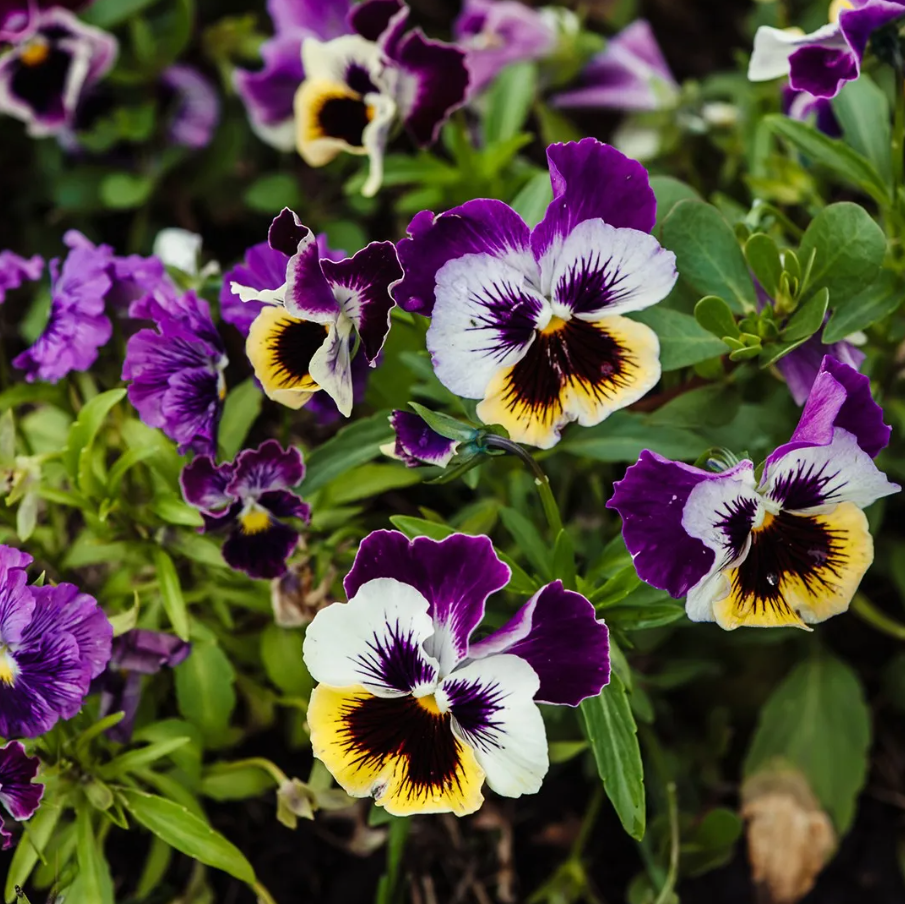 Viola × wittrockiana