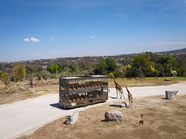 Autobús de dos pisos del servicio Panorama Safari en Africam Safari.