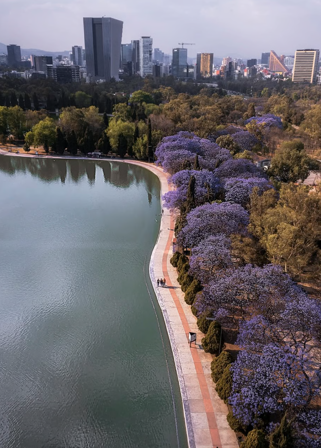Bosque de Chapultepec: La Inmersión Natural