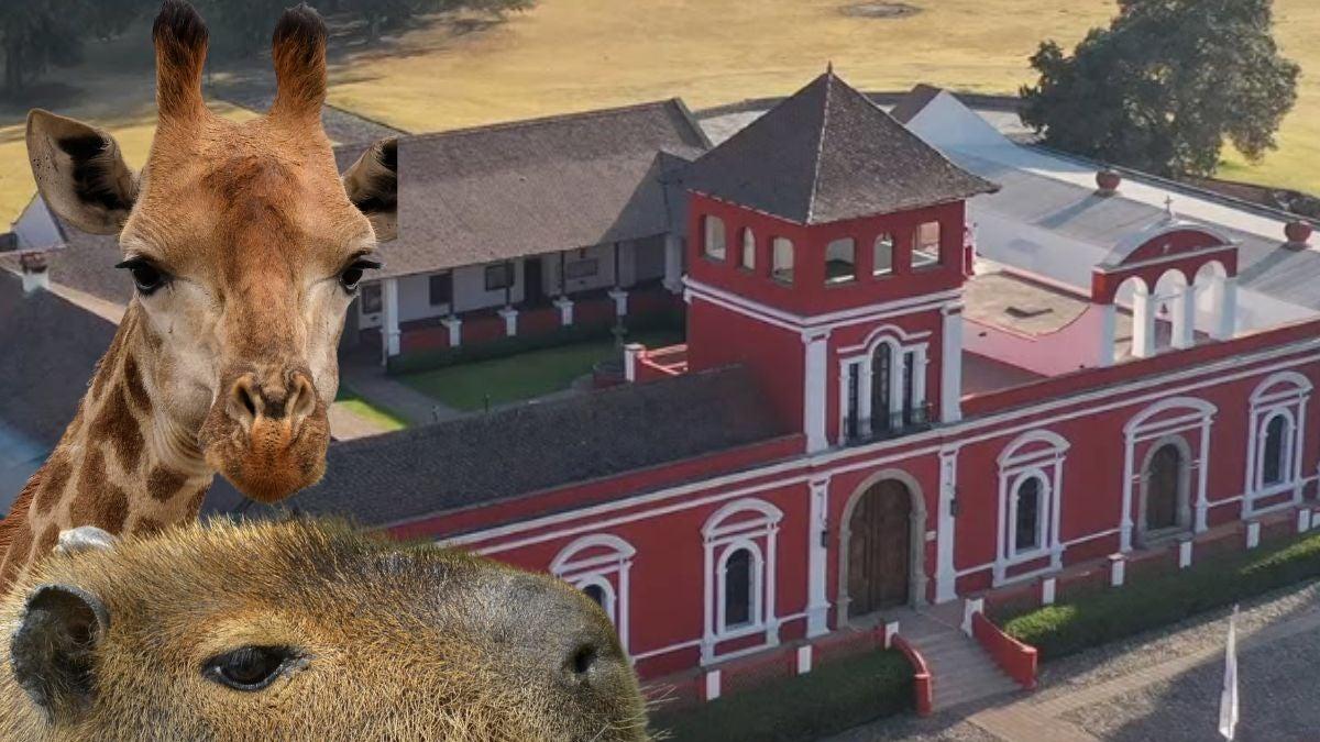 Capibaras y venados en la zona de contacto de Hacienda Panoaya.