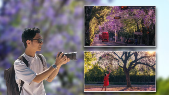 Jacarandas en CDMX: dónde tomar las mejores fotos en primavera