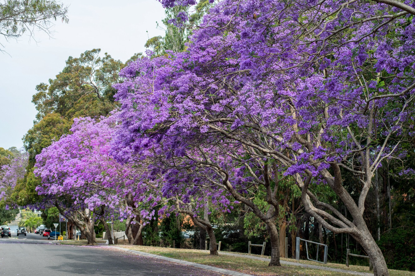 Consejos de un Profesional para tus Fotos de Jacarandas