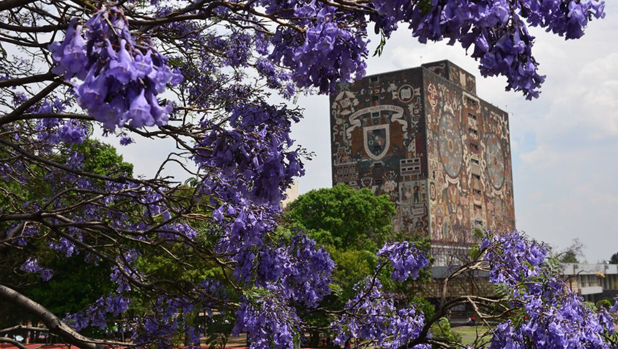 Ciudad Universitaria (CU): Un Tapiz Púrpura Monumental
