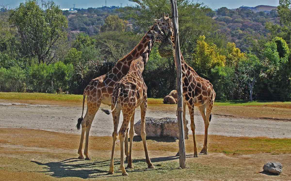La jirafa Benito en su hábitat en Africam Safari 2026, Puebla.