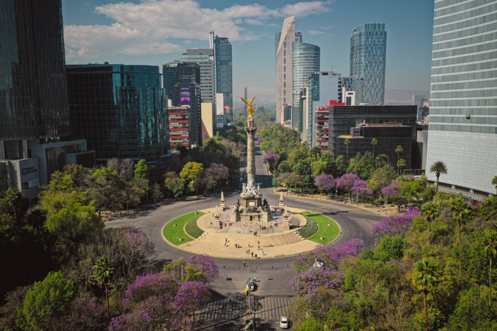 La Palma de Reforma: historia, leyenda y significado del árbol más famoso de CDMX