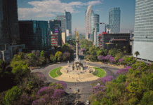 La Palma de Reforma: historia, leyenda y significado del árbol más famoso de CDMX Paseo de la Reforma: El Escenario Monumental