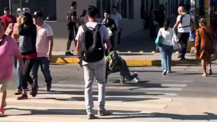 Therian cocodrilo en Tampico- el video viral de la patada que divide a las redes