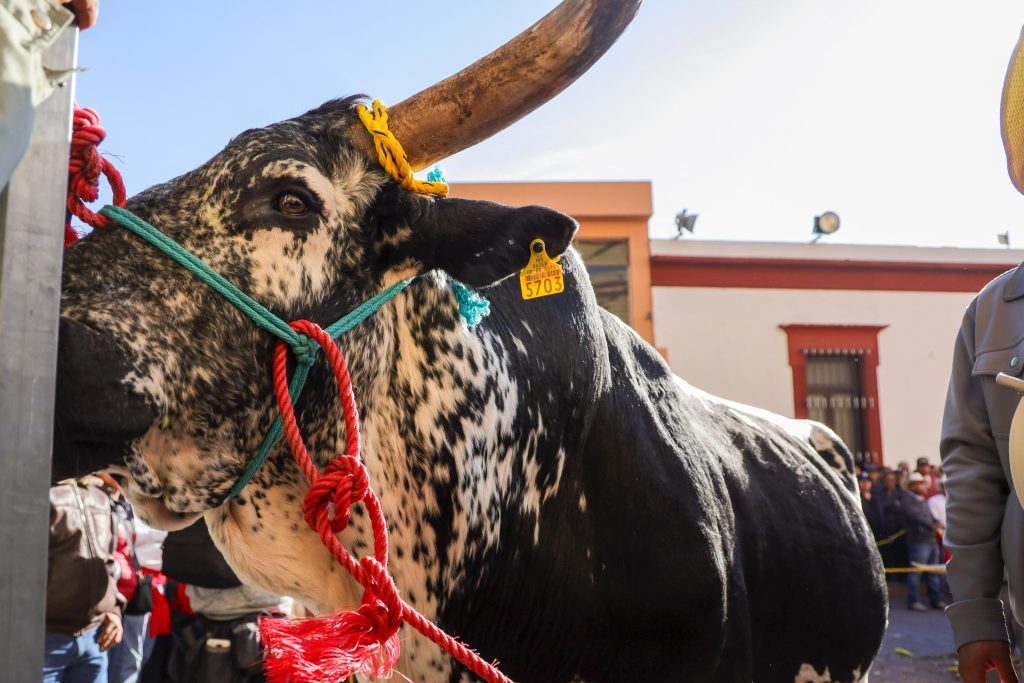 Bendición del buey y paseo por El Pueblito, una tradición de 290 años