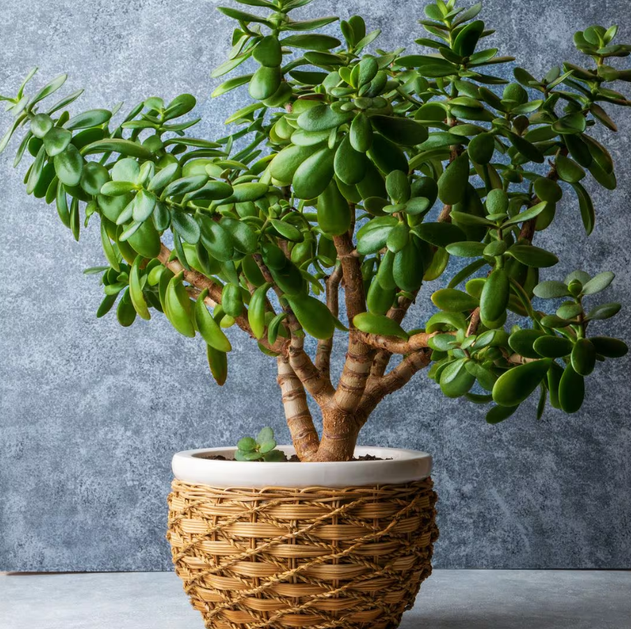 Planta de Jade (Crassula ovata)