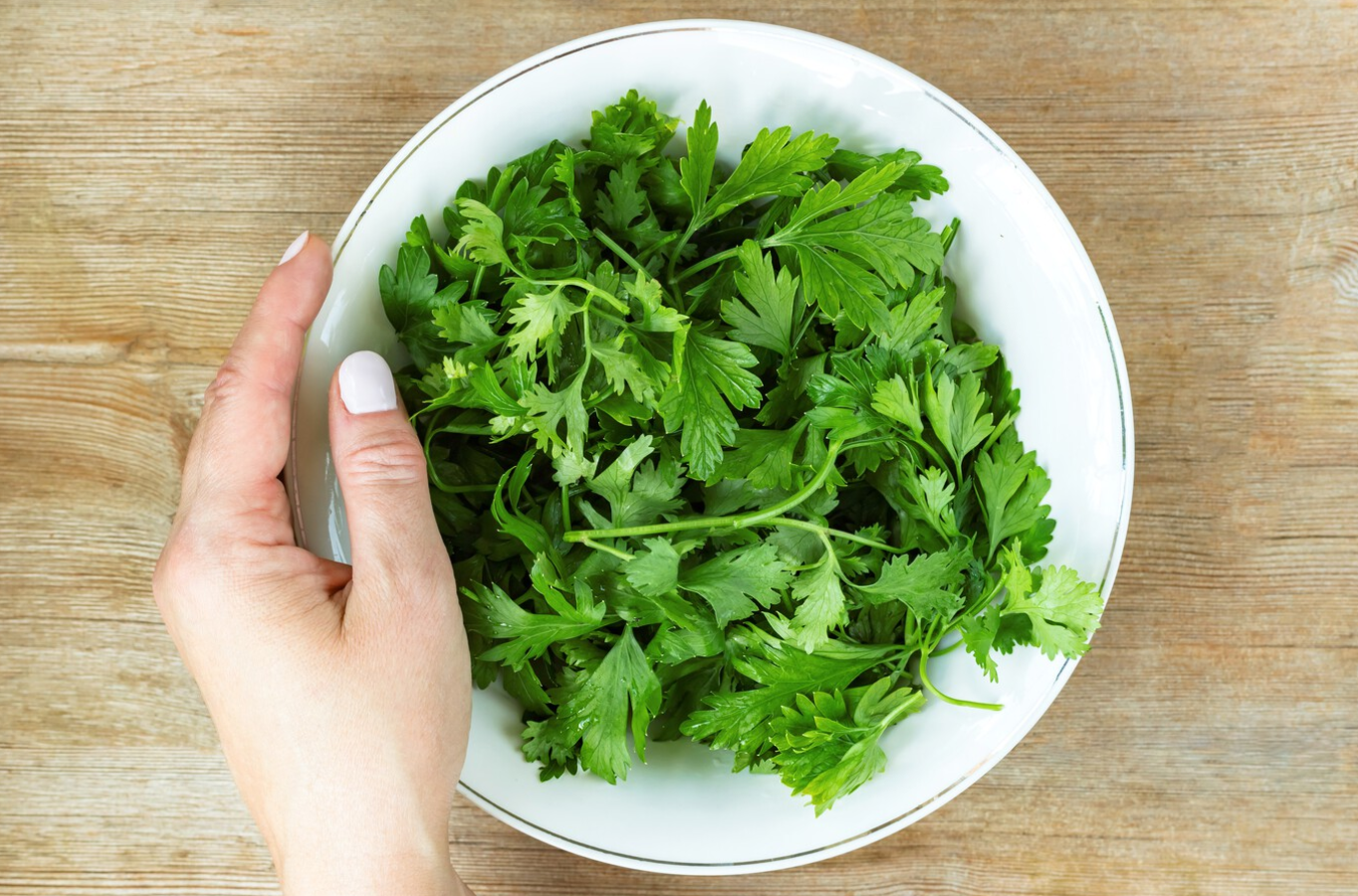 ¿Por Qué el Cilantro se marchita tan rápido?
