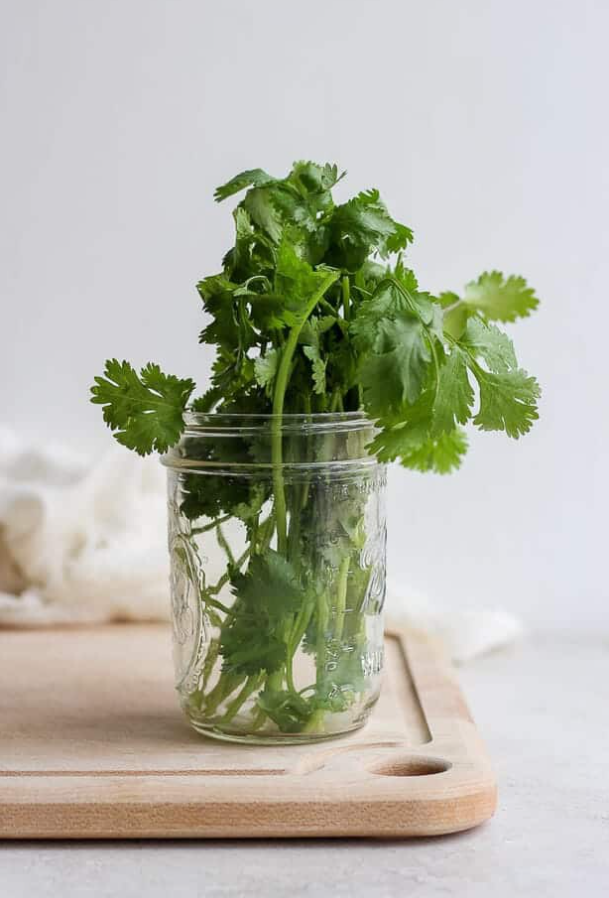 Ramo de cilantro