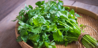 El secreto para que el cilantro se mantenga fresco y verde en el refrigerador por un mes