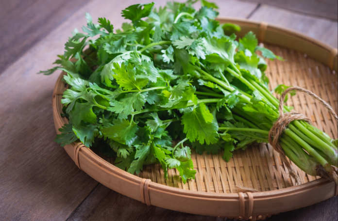 El secreto para que el cilantro se mantenga fresco y verde en el refrigerador por un mes